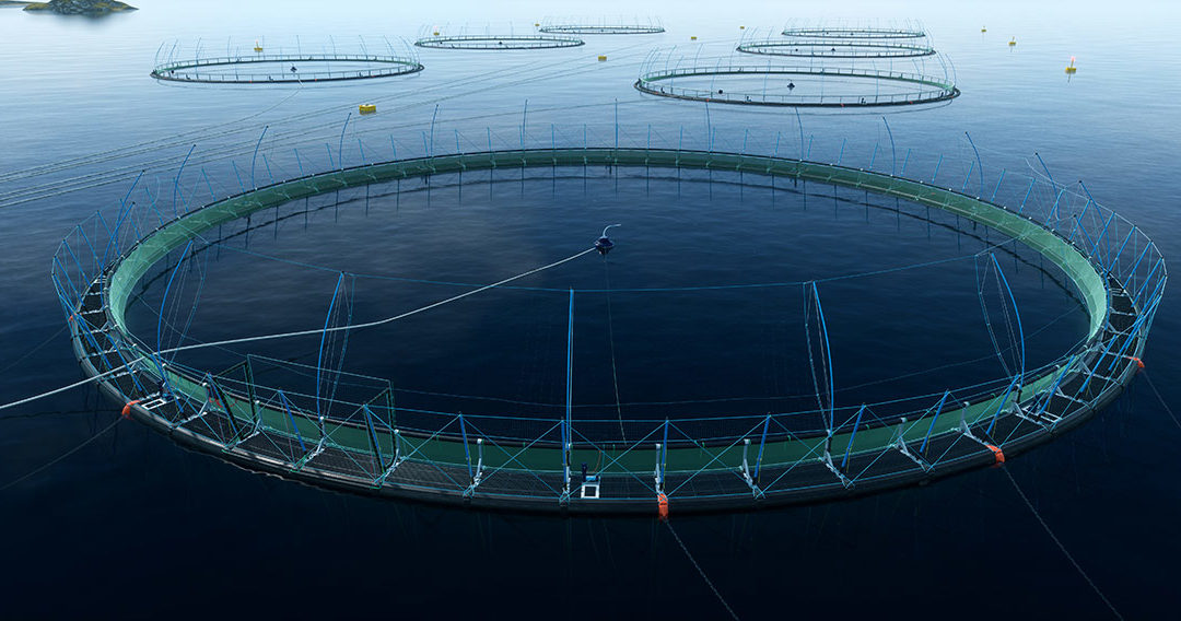 NZK – Bold Endeavours – salmon farming in the open ocean
